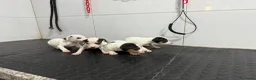 Ratonero Bodeguero Andaluz perros en venta: Bodeguero Andaluz 500€ ¡PRECIO REAL! - Anuncio 2