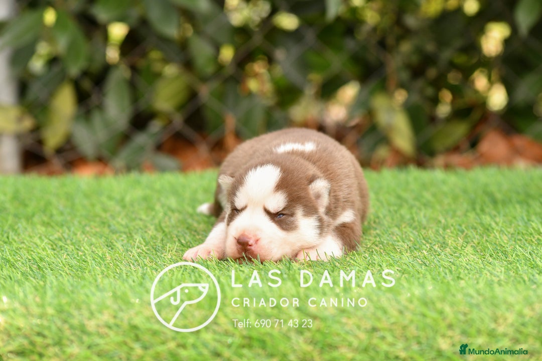 Husky Siberiano perros en venta: Husky siberiano color marrón - Imagen 4