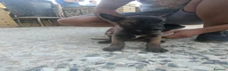 Pastor Belga Malinois perros en venta: Camada de pastor belga - Anuncio 4