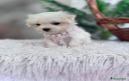 Bichón Maltés perros en venta: BICHON MALTES HEMBRA - Imagen 14