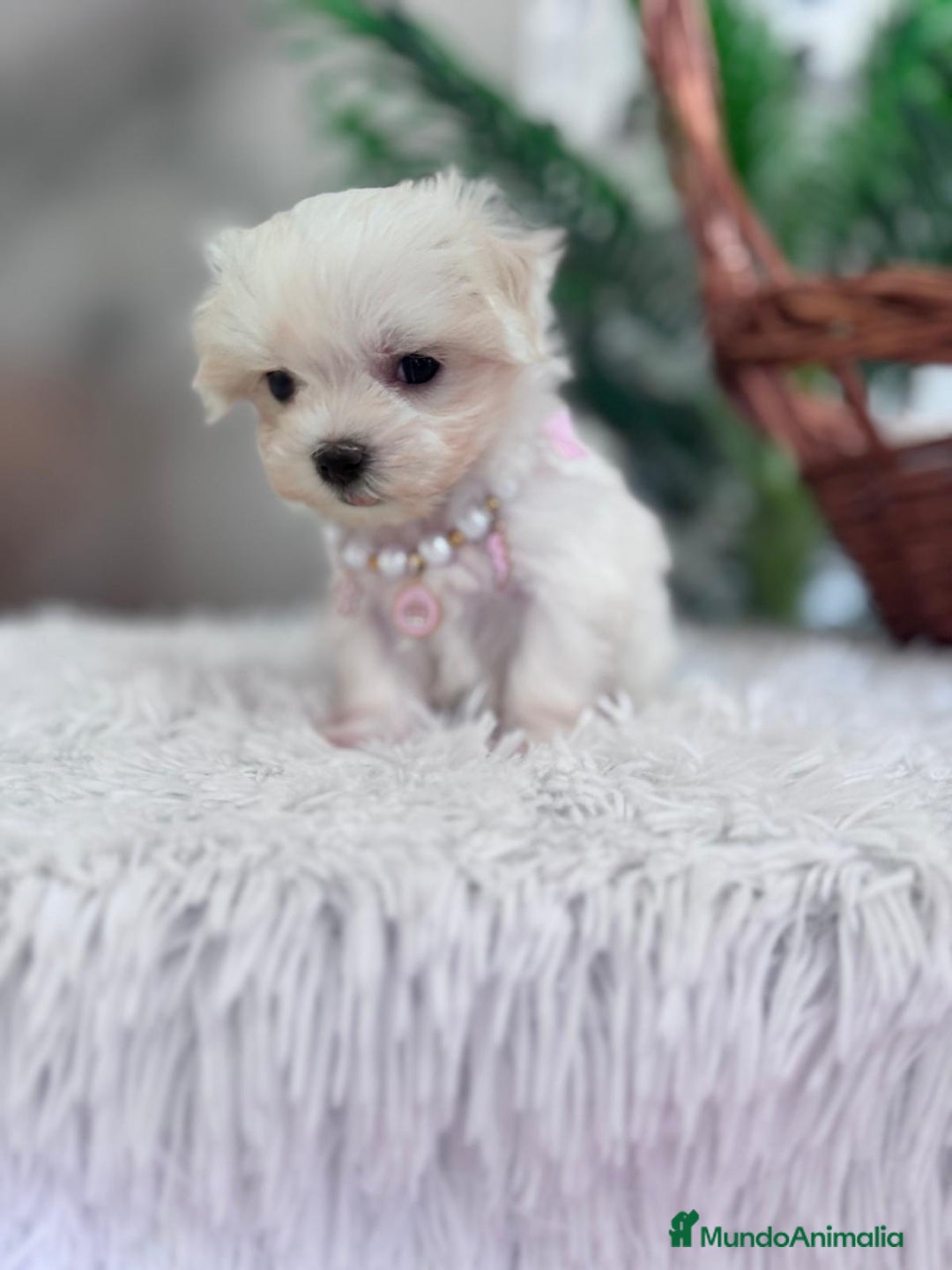 Bichón Maltés perros en venta: BICHON MALTES HEMBRA - Imagen 14