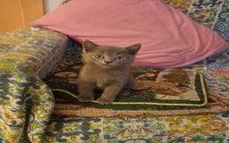 Británico de Pelo Corto Azul gatos en venta: Gatitos british - Imagen 2