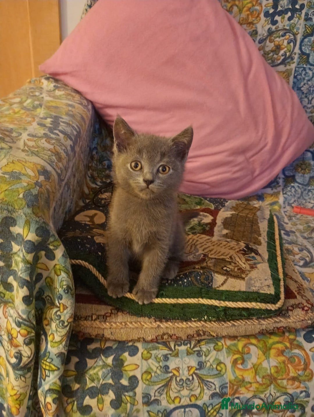 Británico de Pelo Corto Azul gatos en venta: Gatitos british - Imagen 2