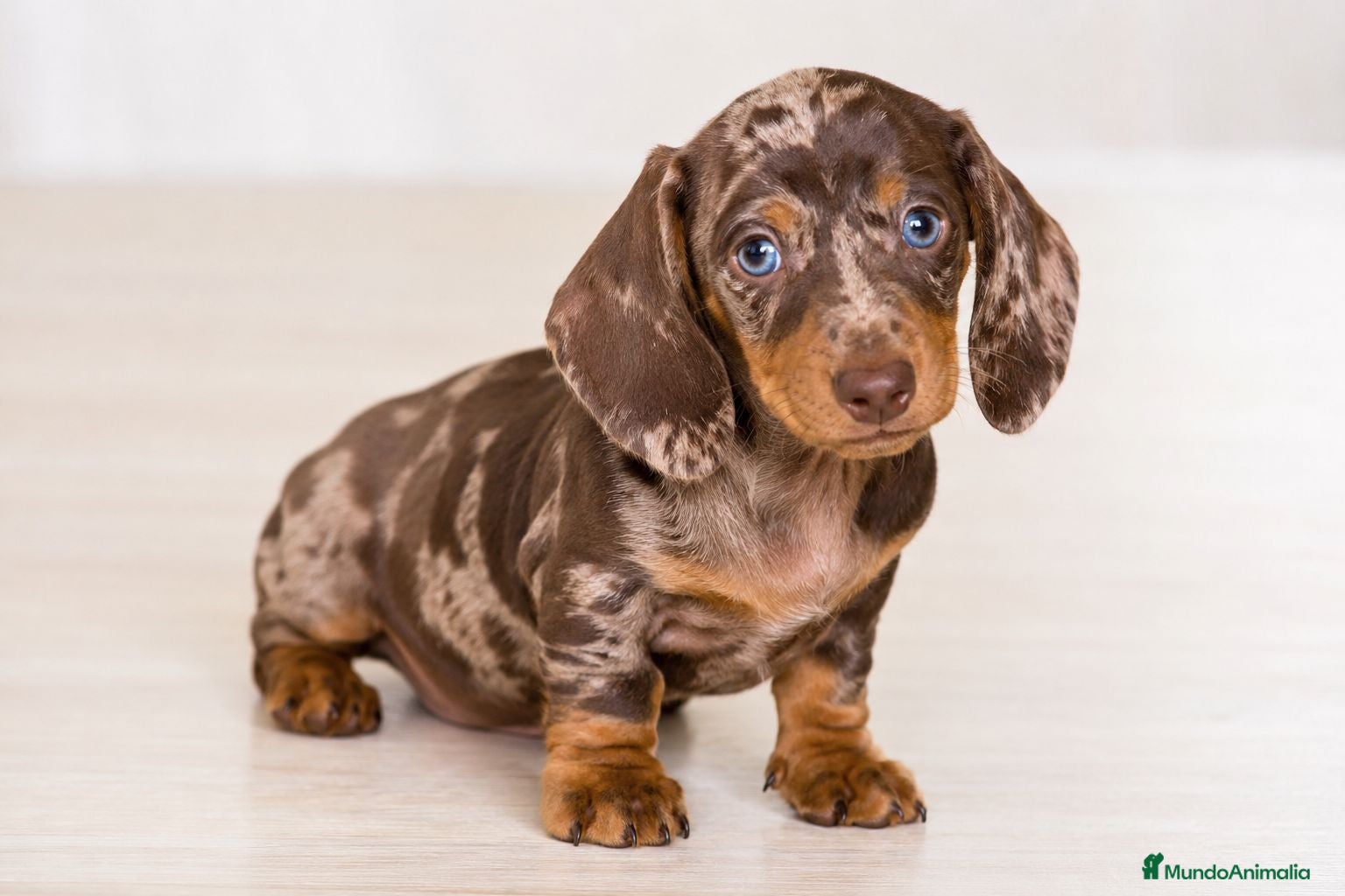 Teckel Miniatura perros Preciosos cachorros Teckel arlequín chocolate.🌭 - Anuncio 1