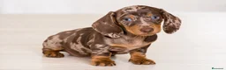 Teckel Miniatura perros en venta: Preciosos cachorros Teckel arlequín chocolate.🌭 en Barcelona - Anuncio 1