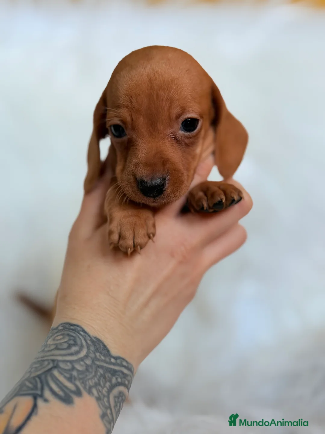 Teckel Miniatura perros en venta: Teckel Kaninchen rojo  - Anuncio 4