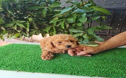 Caniche Toy perros en venta: Caniches toy - Imagen 9
