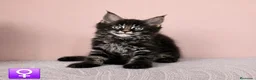Maine Coon gatos en venta: Gatitas Maine Coon Hembras - Anuncio 1
