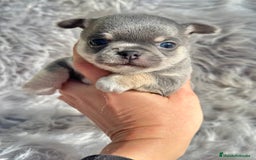 Chihuahua perros en venta: CHIHUAHUA TOY EXÓTICOS  - Anuncio 10