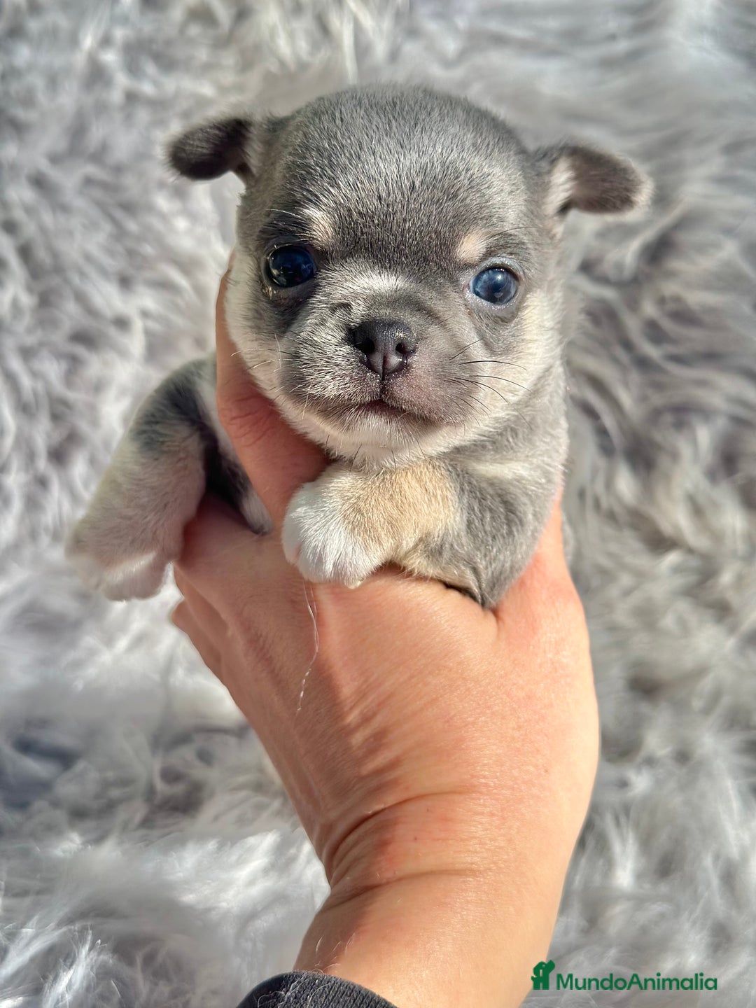 Chihuahua perros en venta: CHIHUAHUA TOY EXÓTICOS  - Anuncio 10