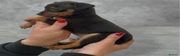 Pinscher Miniatura perros en venta: Mini Pinscher hembrita disponible  - Anuncio 1