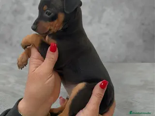 Pinscher Miniatura perros Mini Pinscher hembrita disponible - Anuncio 1