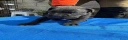 Cane Corso perros en venta: Cane corso  - Anuncio 16