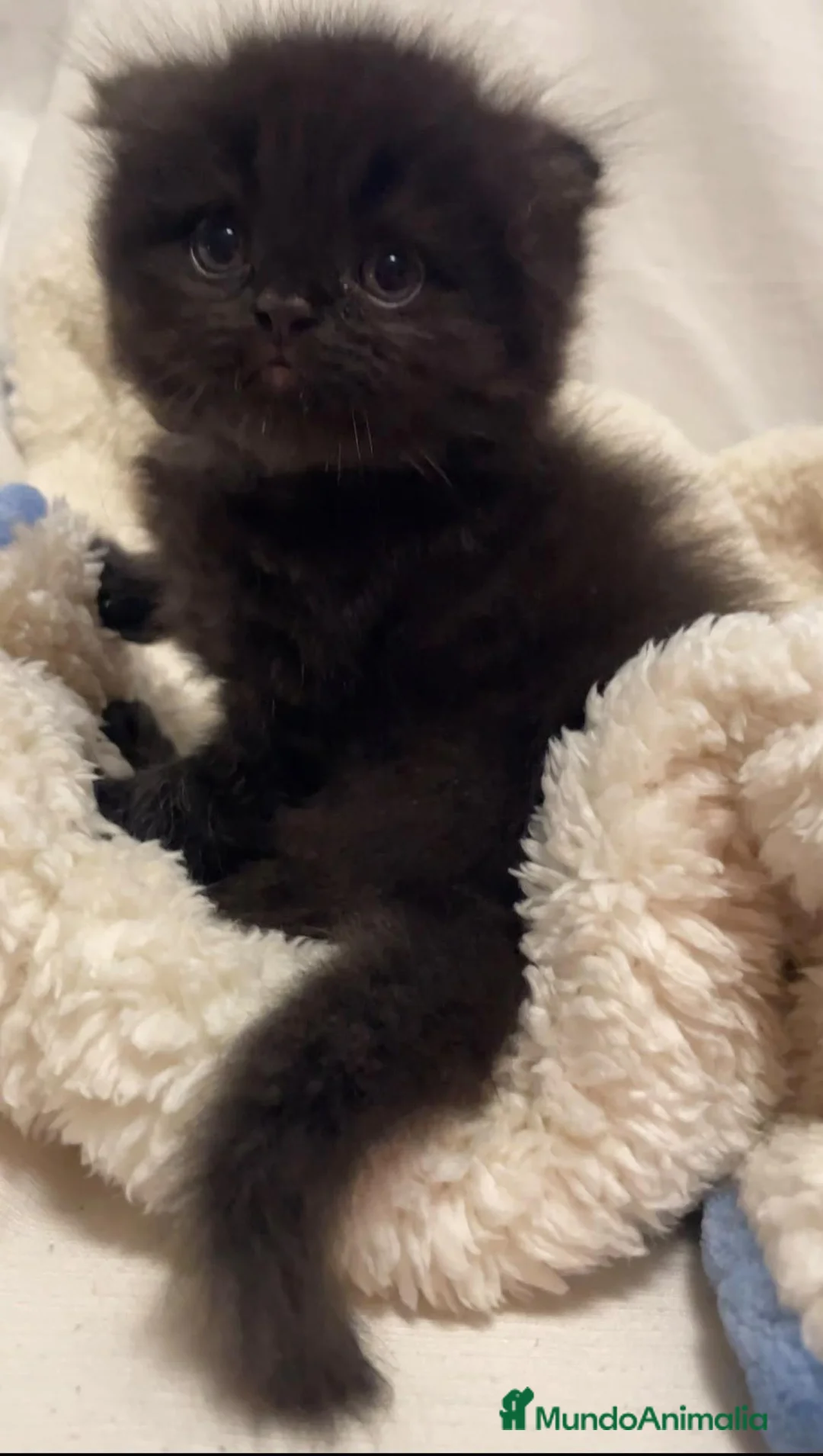 Scottish Fold gatos en venta: Camada gatos chinchilla - Anuncio 2