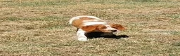 Épagneul Breton perros en venta: Epagneul Breton  - Anuncio 2