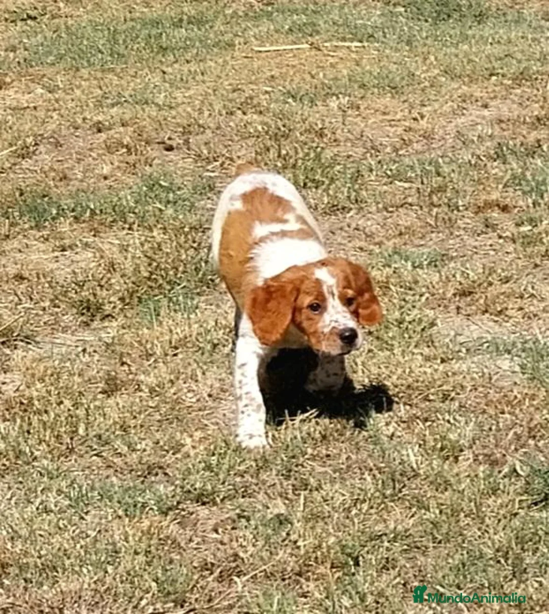 Épagneul Breton perros en venta: Epagneul Breton  - Anuncio 2