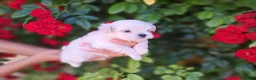 Bichón Maltés perros en venta: Bichon maltes  - Anuncio 5