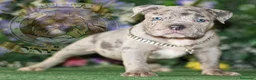 American Bully perros en venta: AMERICAN BULLY , PROMOCION 50%, SOLO LLAMADAS !!! en Sevilla - Anuncio 2