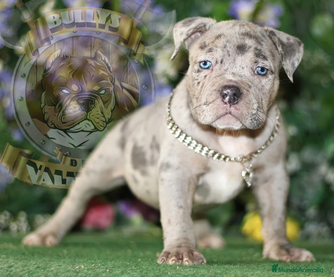 American Bully perros en venta: AMERICAN BULLY , PROMOCION 50%, SOLO LLAMADAS !!! en Sevilla - Anuncio 2