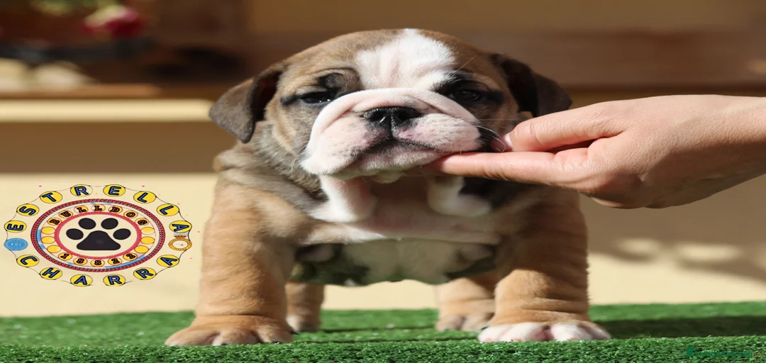 Imagen de galería {{count}}