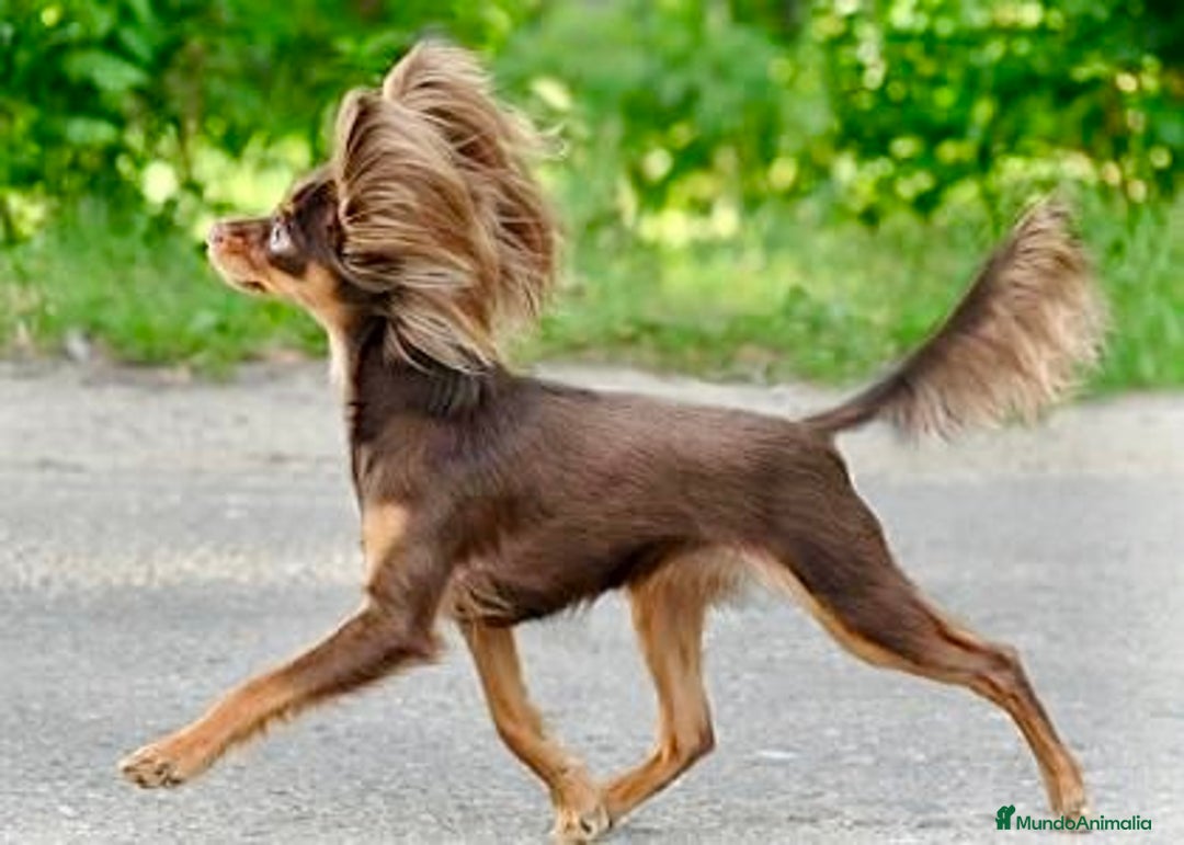 Yorkshire Terrier perros en venta: Cachorros raza tamaño Toy - Imagen 8