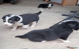 Border Collie perros en venta: Border collie  - Imagen 7