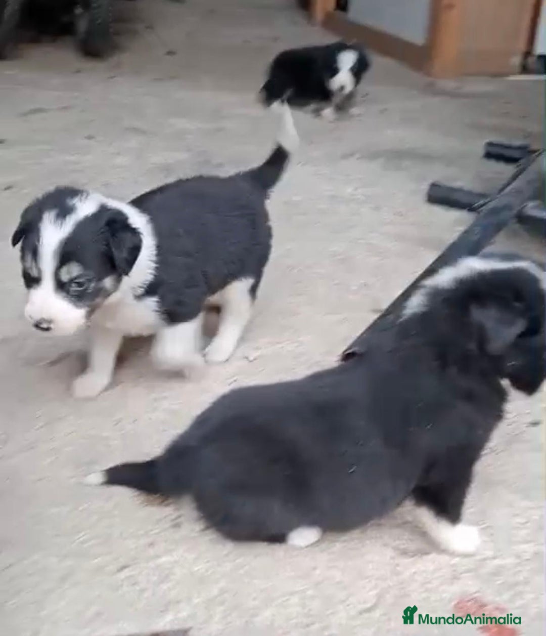 Border Collie perros en venta: Border collie  - Imagen 7