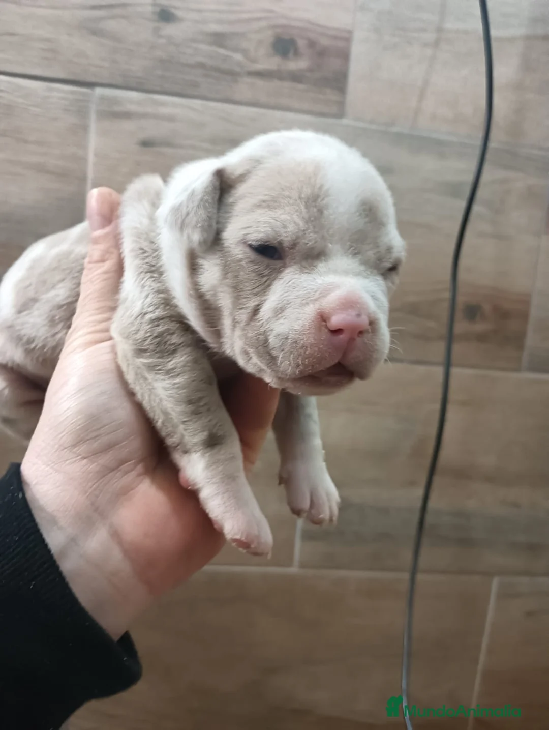 American Bully perros en venta: American bully micro exotic - Anuncio 9