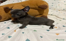 Chihuahua perros en venta: Chihuahua toy blue - Imagen 10