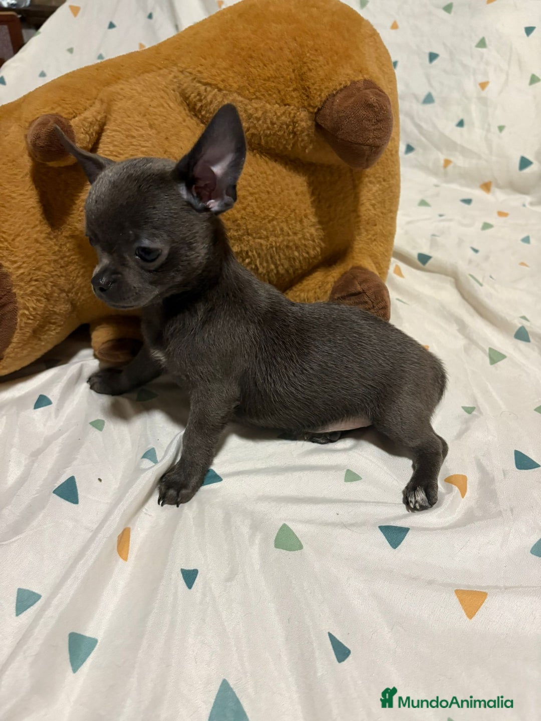 Chihuahua perros en venta: Chihuahua toy blue - Imagen 10