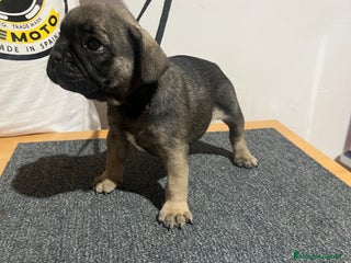 Bulldog Francés perros - Anuncio 38