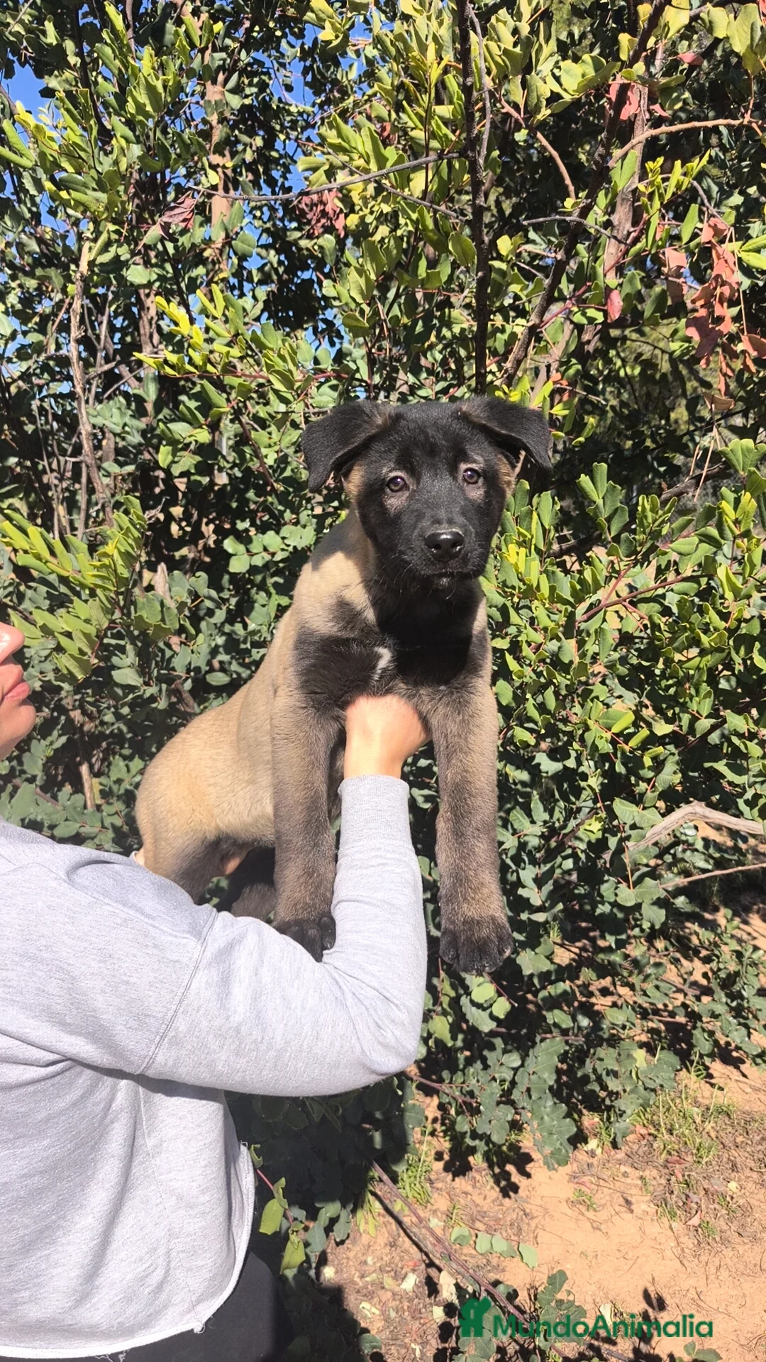 Raza Mixta perros en venta: Cruce de Cáucaso  - Anuncio 2