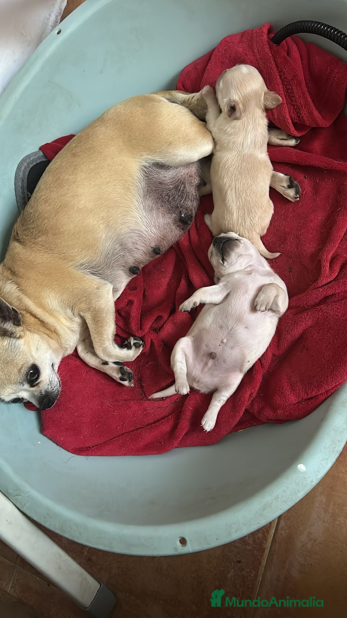 Chihuahua perros Chihuahua toy  - Anuncio 23