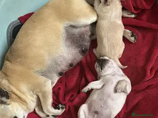 Chihuahua perros Chihuahua toy - Anuncio 23