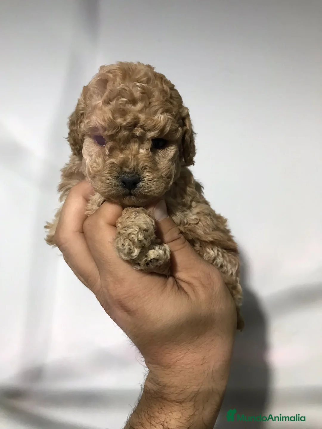 Maltipoo perros en venta: MALTIPOO GRAN CALIDAD - Anuncio 4
