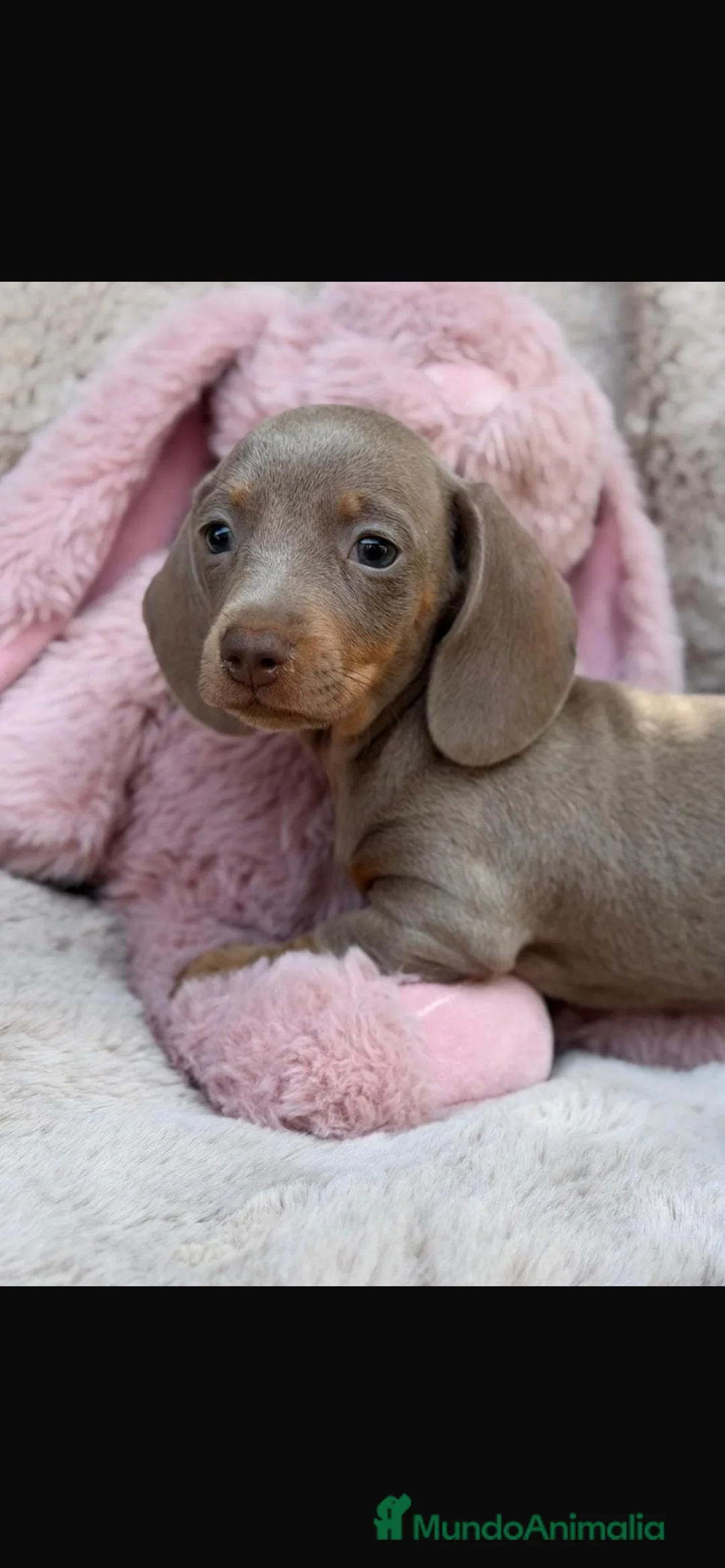 Teckel Miniatura perros en venta: Camada teckel isabella - Anuncio 1