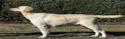 Labrador Retriever perros en venta: Labrador - Anuncio 6