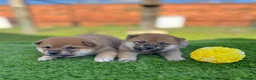 Shiba Inu perros en venta: Shiba inus - Anuncio 6