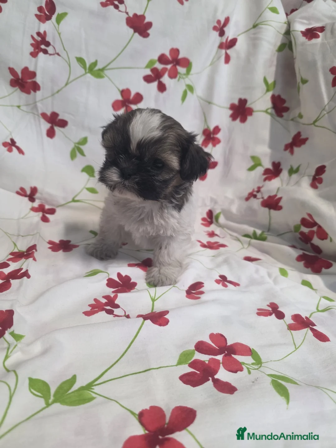 Shih Tzu perros en venta: Hembra Shih Tzu - Anuncio 2