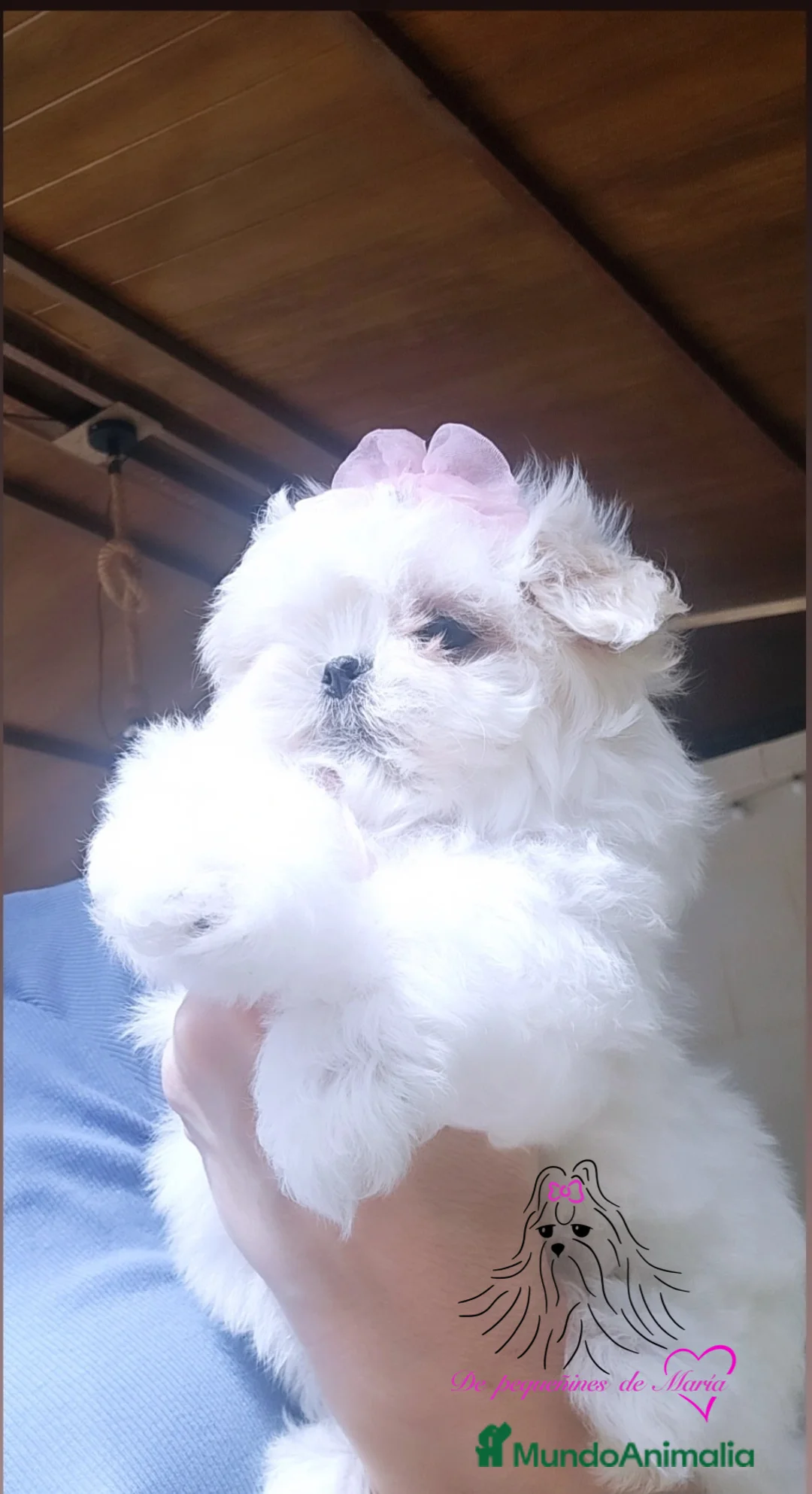 Bichón Maltés perros en venta: Bichon maltes coreano miniatura  - Anuncio 2