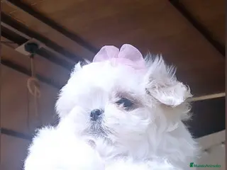 Bichón Maltés perros Bichon maltes coreano miniatura - Anuncio 1