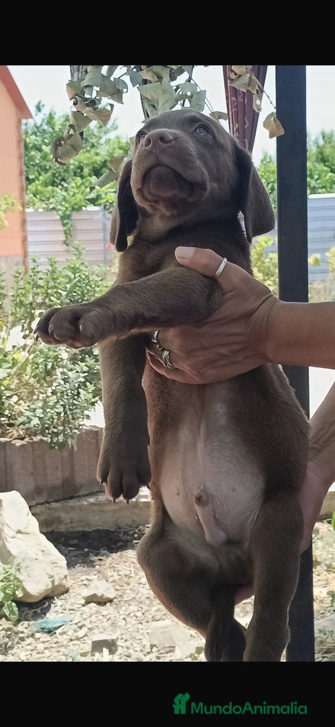 Labrador Retriever perros en venta: Último cachorro labrador retriever chocolate🐶🐾 - Anuncio 3