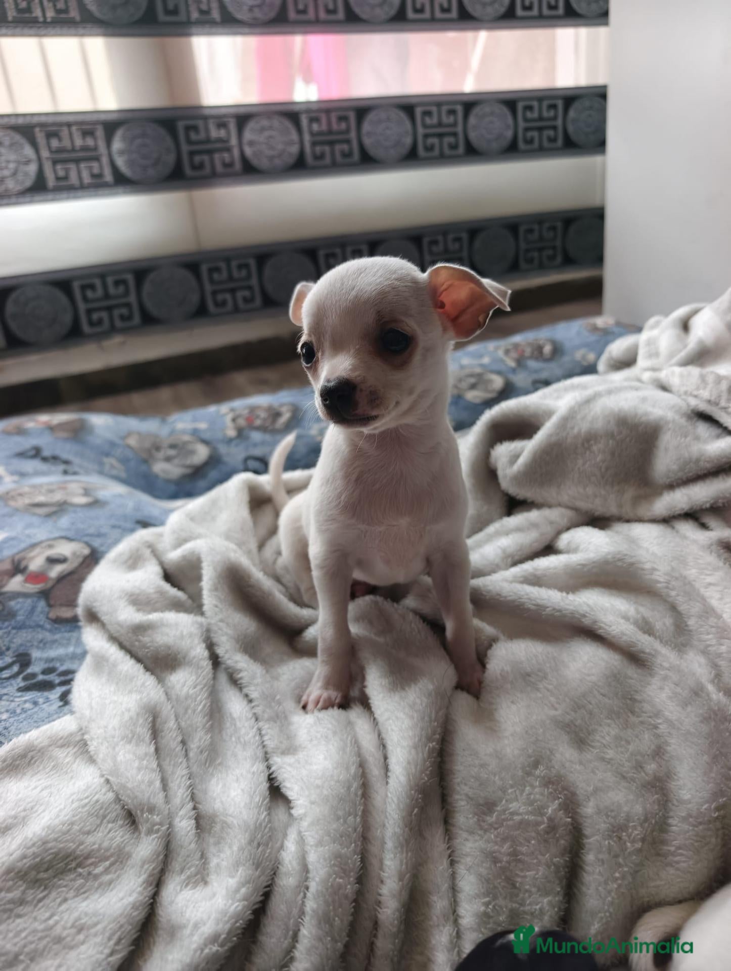 Chihuahua perros Chihuahua macho  - Anuncio 3