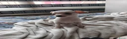 Chihuahua perros en venta: Chihuahua macho  - Anuncio 1