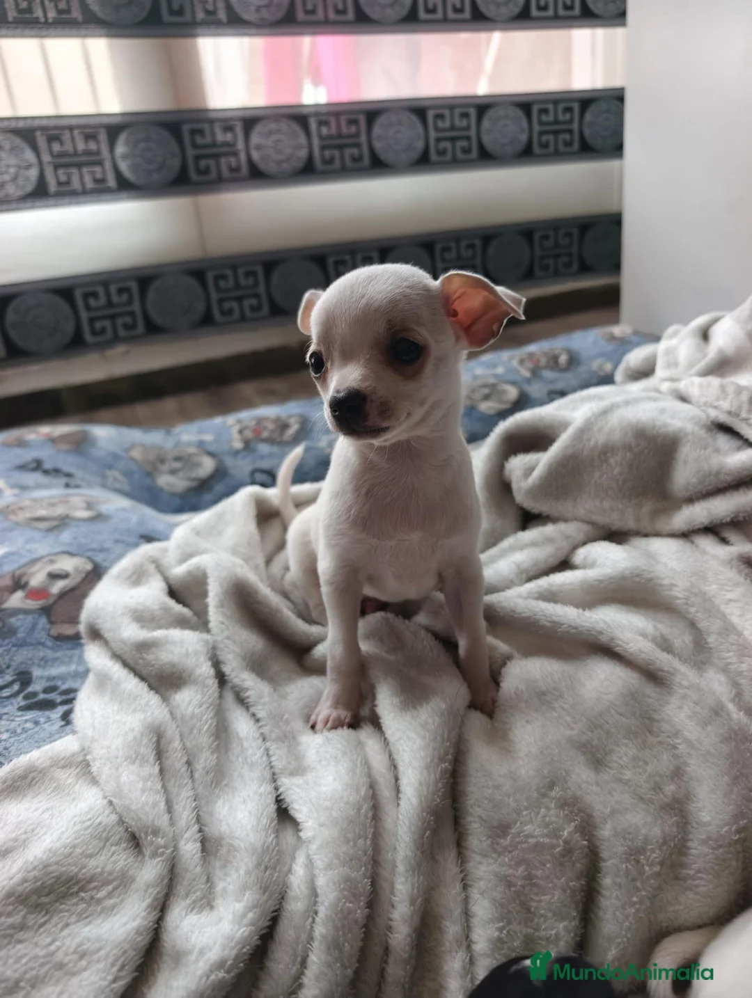Chihuahua perros en venta: Chihuahua macho  - Anuncio 1