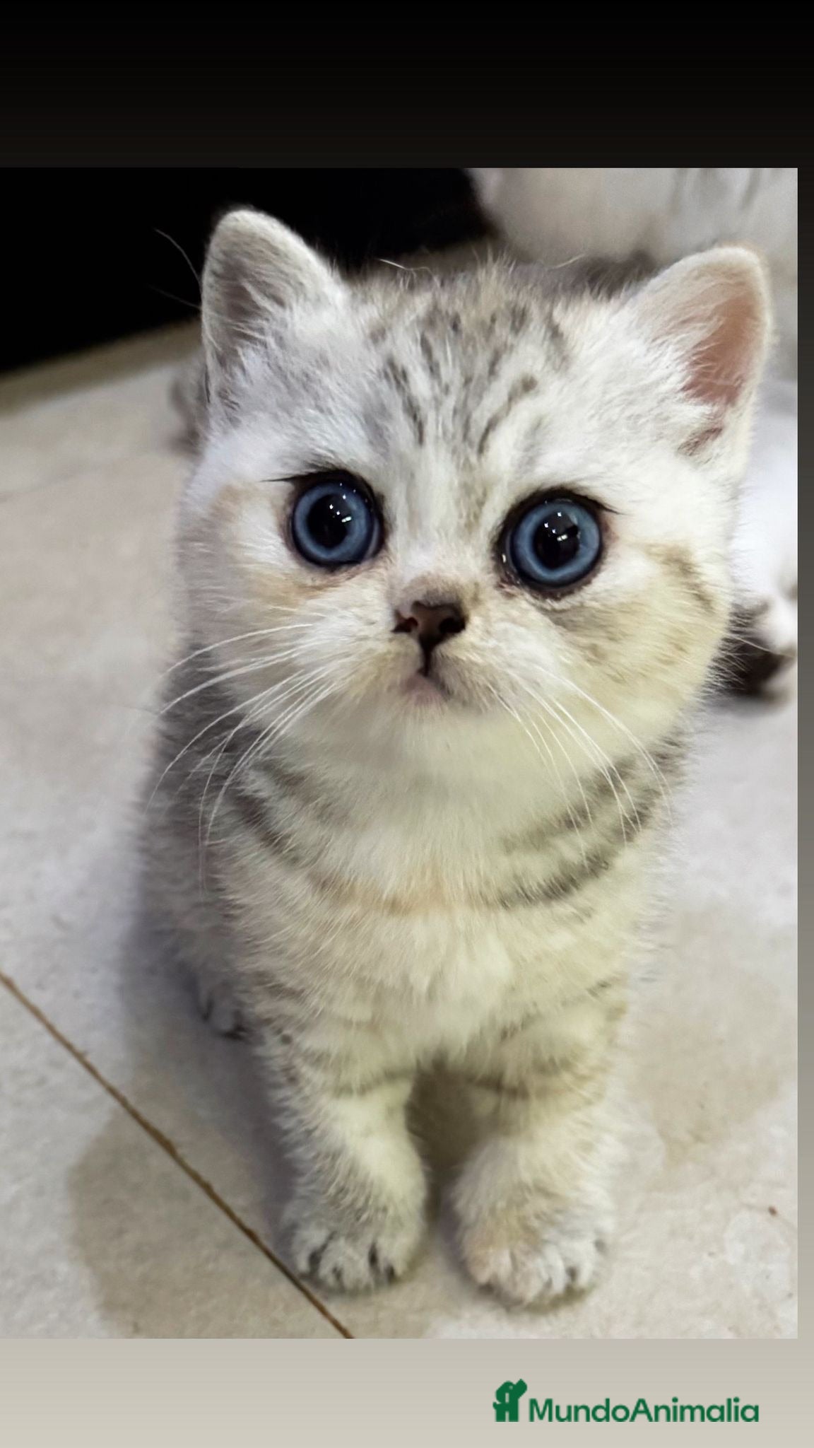Británico de Pelo Corto gatos Cachorro British Shorthair  - Anuncio 2