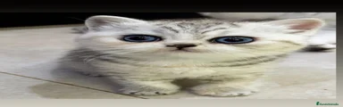 Británico de Pelo Corto 1