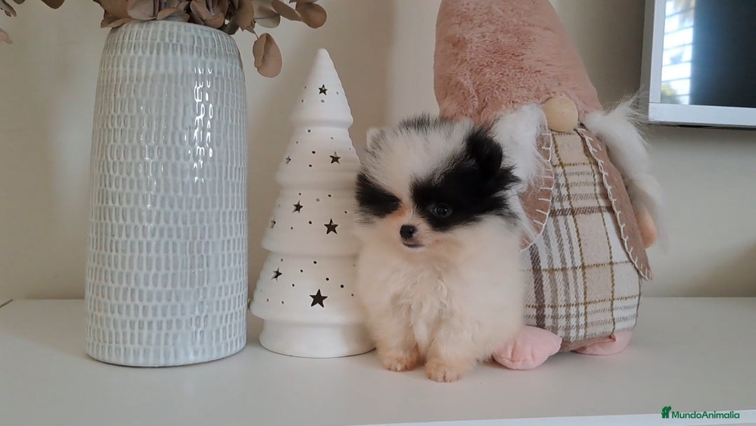 Pomerania perros en venta: Lulu de Pomerania Micro Toy  - Anuncio 1