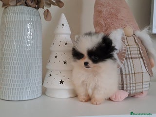 Pomerania perros Lulu de Pomerania Micro Toy - Anuncio 2