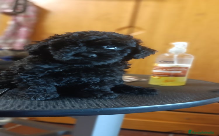 Caniche Toy perros - Anuncio 1